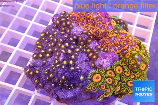 Zoanthus garden 8-12 cm WYSIWYG acclimaté