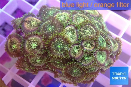 Zoanthus hawaiian people eater 3-5 cm WYSIWYG acclimaté