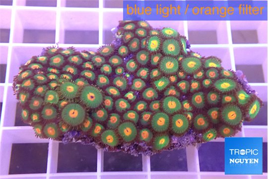 Zoanthus orange 4-5 cm WYSIWYG acclimaté