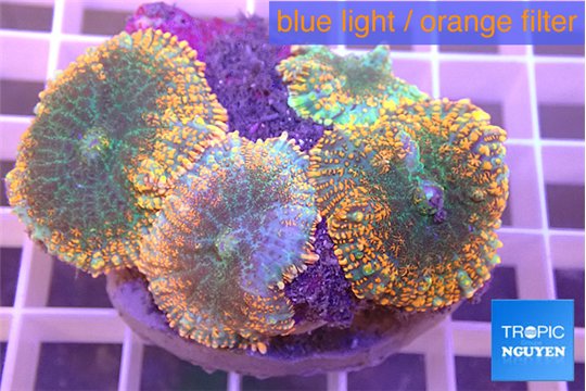 Rhodactis red green fire forest 7-11 cm WYSIWYG acclimaté