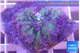 Ricordea yuma green purple 1 polyp WYSIWYG acclimaté