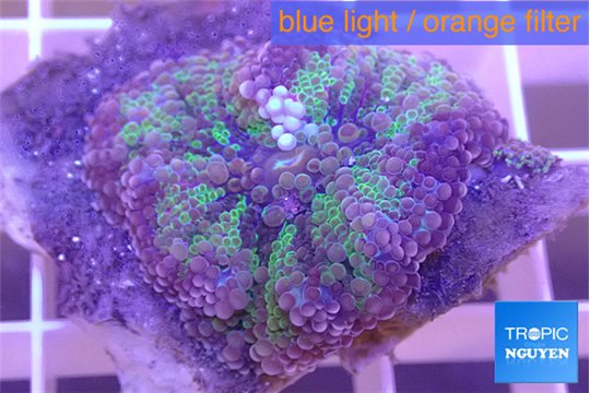 Ricordea yuma green purple 1 polyp WYSIWYG acclimaté