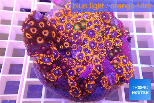 Zoanthus red blue 6-8 cm WYSIWYG acclimaté