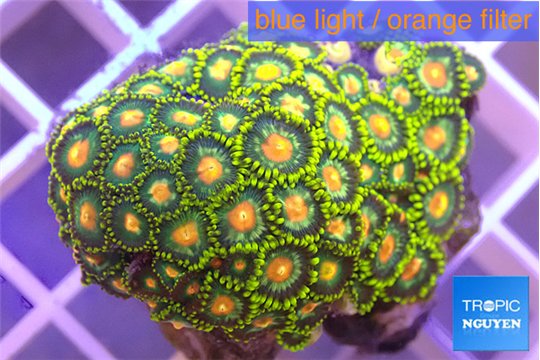 Zoanthus sunset kiwi 3-5 cm WYSIWYG acclimaté