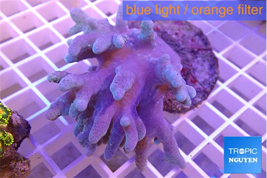 Sinularia long finger 6-8 cm WYSIWYG acclimaté