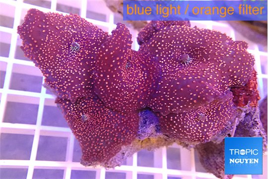 Discosoma red galaxy 5-8 cm WYSIWYG acclimaté