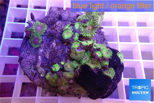 Zoanthus Fijii premium 8-12 cm WYSIWYG acclimaté