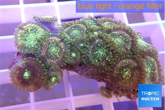 Zoanthus hawaiian people eater 3-5 cm WYSIWYG acclimaté