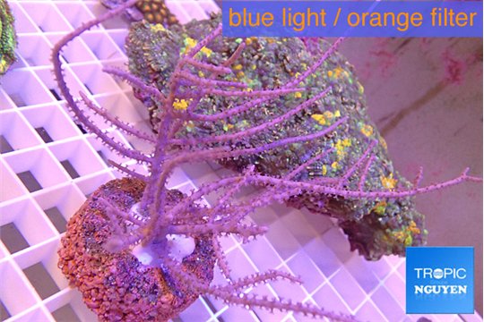 Gorgonia symbiotic 7-14 cm WYSIWYG acclimaté