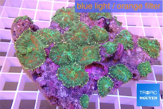 Rhodactis green tricolor 7-12 cm WYSIWYG acclimaté