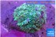Rhodactis green big leaf 1 polyp WYSIWYG acclimaté