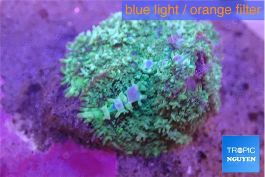 Rhodactis green big leaf 1 polyp WYSIWYG acclimaté