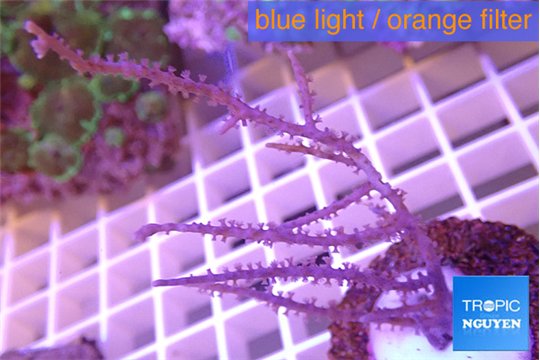 Gorgonia symbiotic 5-8 cm WYSIWYG acclimaté