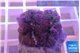 Rhodactis purple 1 polyp WYSIWYG acclimaté