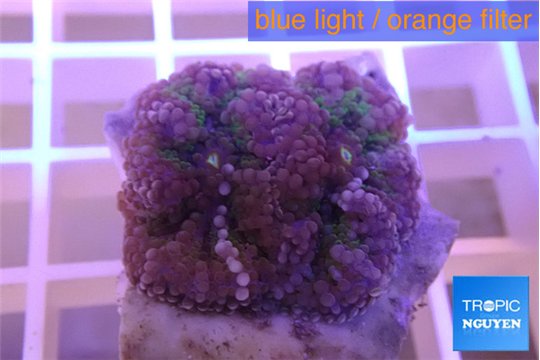 Rhodactis purple 1 polyp WYSIWYG acclimaté