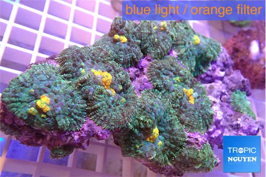 Rhodactis golden fusion 7-12 cm WYSIWYG acclimaté