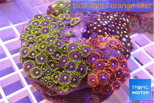 Zoanthus garden premium 8-12 cm WYSIWYG acclimaté