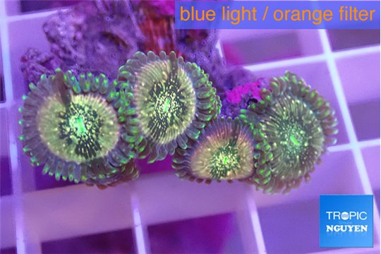 Zoanthus hawaiian people eater 3-4 cm WYSIWYG acclimaté