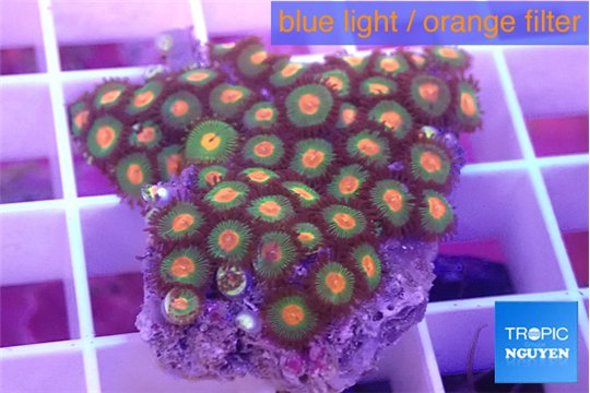 Zoanthus orange green 3-4 cm WYSIWYG acclimaté