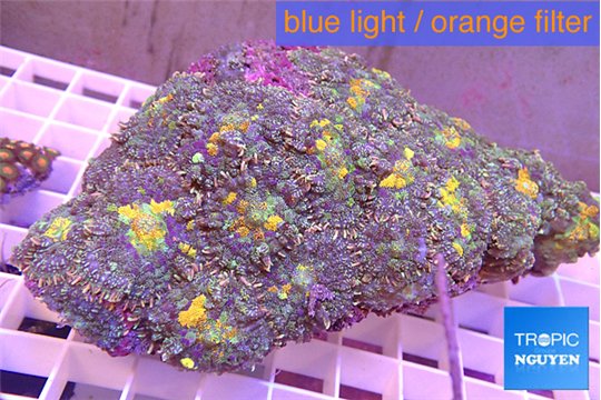 Rhodactis purple magma 8-14 cm WYSIWYG acclimaté