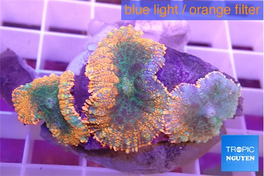 Rhodactis red green fire forest 3 polyps WYSIWYG acclimaté