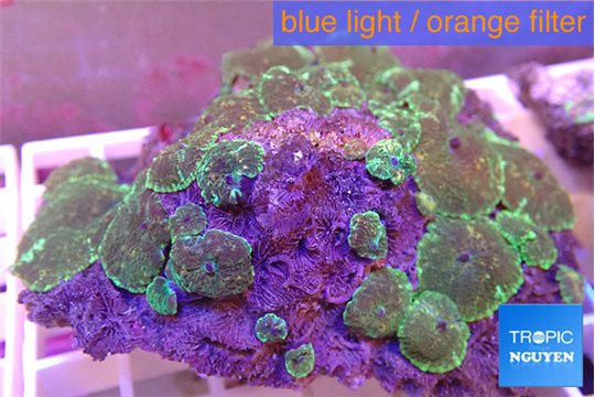 Discosoma green golden 8-12 cm WYSIWYG acclimaté