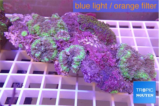 Ricordea yuma purple green 9-13 cm WYSIWYG acclimaté