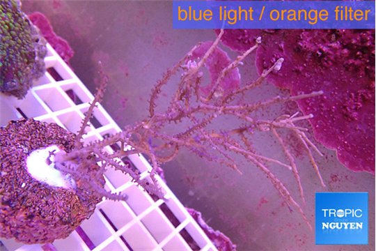 Gorgonia symbiotic 8-16 cm WYSIWYG acclimaté