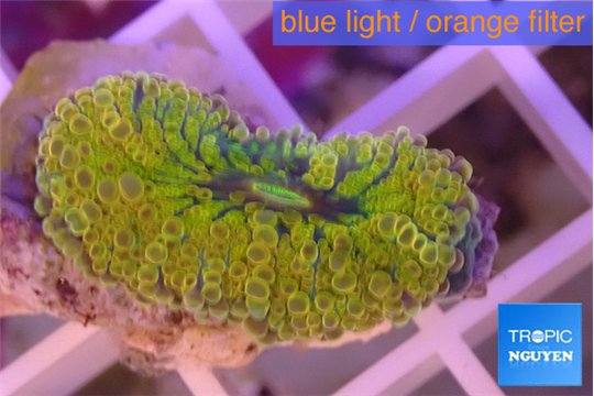 Ricordea yuma gold 1 polyp WYSIWYG acclimaté