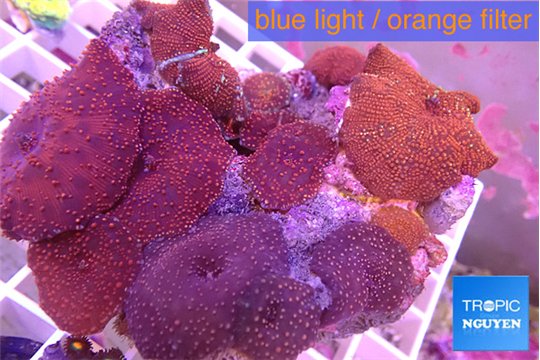 Discosoma red galaxy 9-14 cm WYSIWYG acclimaté