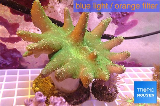 Lobophytum greeny 7-12 cm WYSIWYG acclimaté