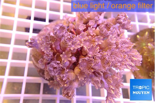 Clavularia papaya orange 8-12 cm WYSIWYG acclimaté