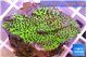 Montipora green 3-4 cm WYSIWYG acclimaté