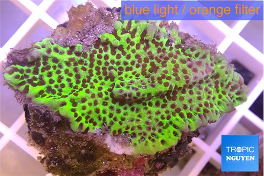 Montipora green 3-4 cm WYSIWYG acclimaté