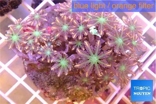 Clavularia papaya orange & green 8-12 cm WYSIWYG acclimaté