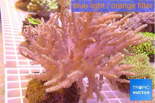 Sinularia long finger 8-16 cm WYSIWYG acclimaté