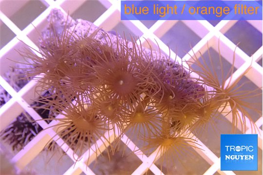 Parazoanthus gracilis yellow 2-4 cm WYSIWYG acclimaté