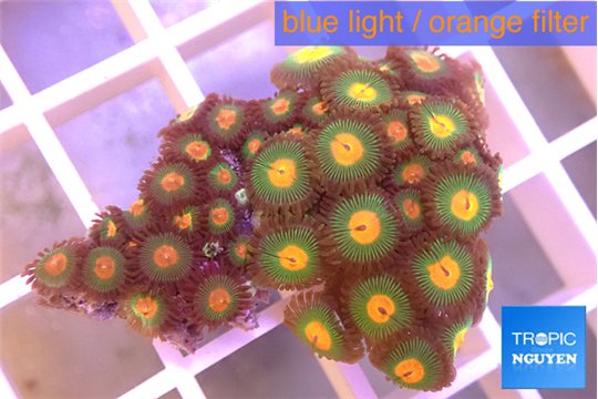 Zoanthus sunset kiwi + Zoanthus orange 2-4 cm WYSIWYG acclimaté