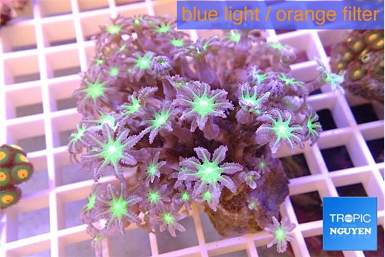 Clavularia papaya purple & green 8-12 cm WYSIWYG acclimaté