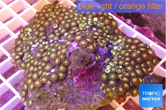 Zoanthus orange 8-12 cm WYSIWYG acclimaté