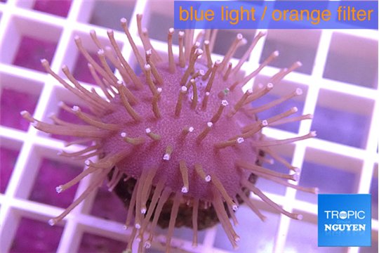 Sarcophyton white tips baby 3-4 cm WYSIWYG acclimaté