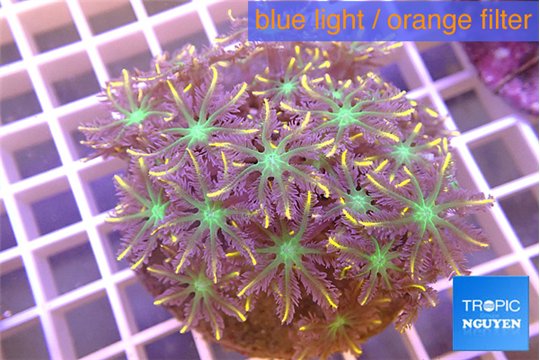 Clavularia papaya orange & green 8-12 cm WYSIWYG acclimaté