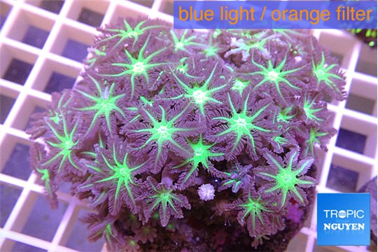 Clavularia papaya purple & green 8-12 cm WYSIWYG acclimaté