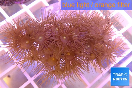 Parazoanthus gracilis yellow 3-5 cm WYSIWYG acclimaté