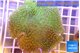 Sarcophyton greeny & long polyps 7-14 cm WYSIWYG acclimaté