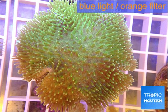 Sarcophyton greeny & long polyps 7-14 cm WYSIWYG acclimaté