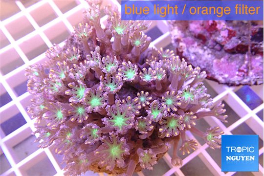 Clavularia papaya orange & green 8-12 cm WYSIWYG acclimaté