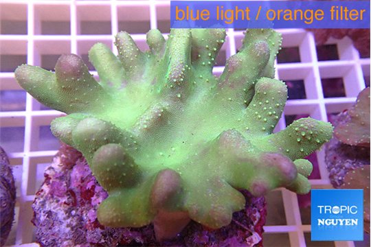 Lobophytum greeny 7-12 cm WYSIWYG acclimaté