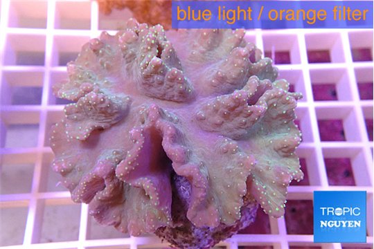 Sinularia dura 7-12 cm WYSIWYG acclimaté