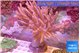 Sinularia flexibilis 8-16 cm WYSIWYG acclimaté